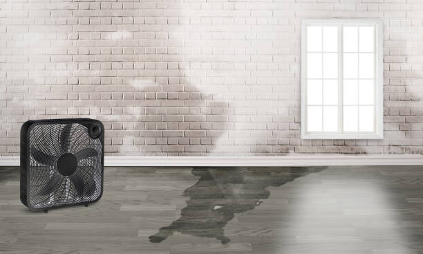 Best Ceiling water damage repair  in Point Baker, FL