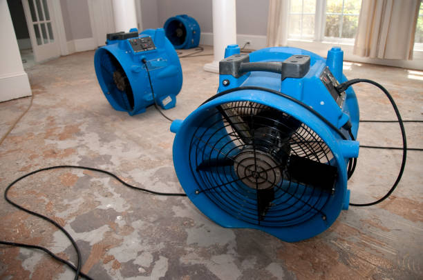 Best Mold removal after water damage  in Point Baker, FL